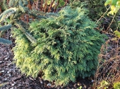 Chamaecyparis lawsoniana 'Mini Globus' 